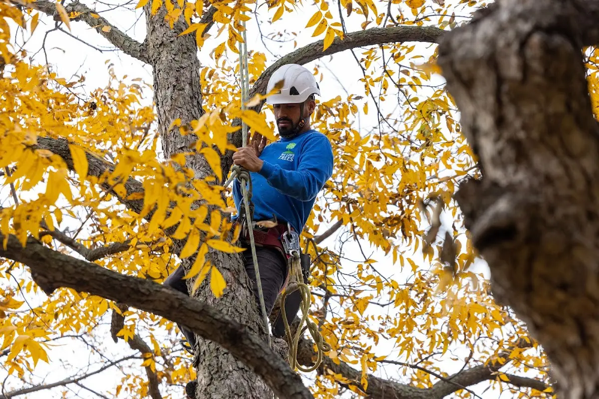 Skilled Storm Damage Cleanup crew working in Westport
